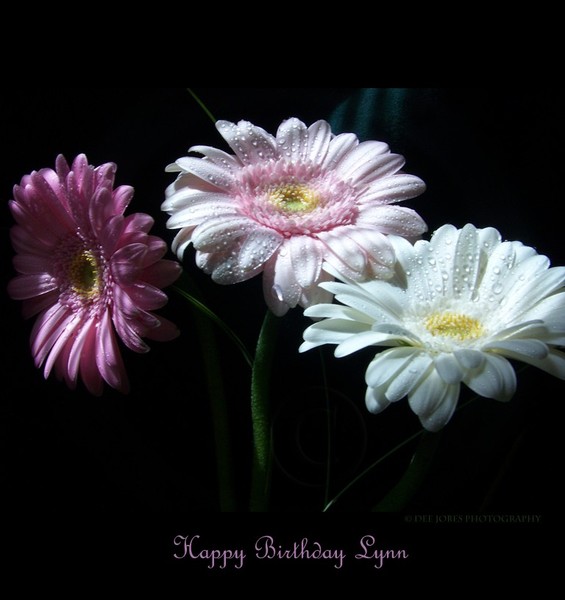Happy Belated Birthday Dear Lynn