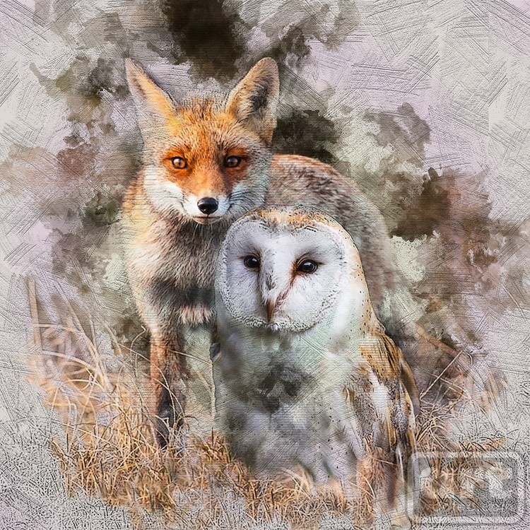 fox and owl