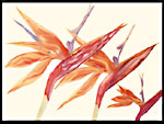 Bird of Paradise