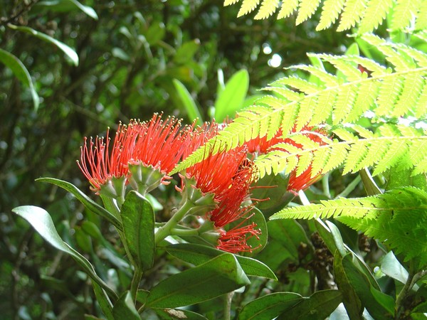 Pohutakawa and Fern