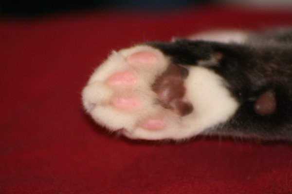 Paws