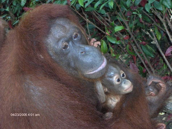 Motherhood
