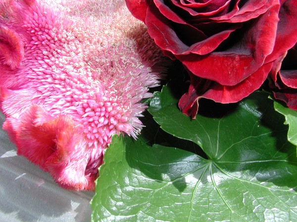 Fuzz, Silk, Amphibian