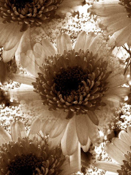 Autumn Toned Gerberas (Two)