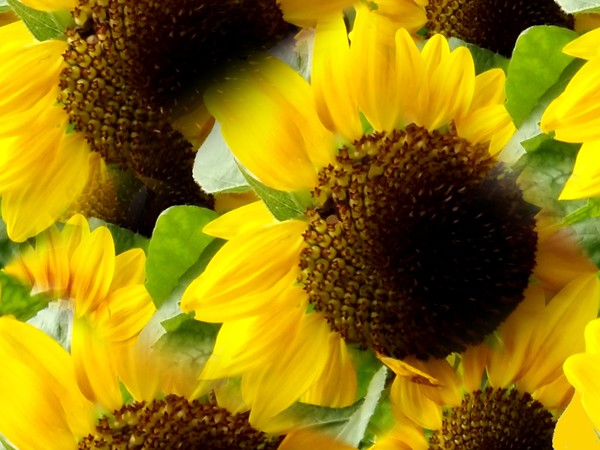 Sun Flowers In The Park