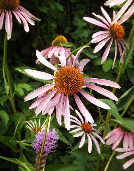 Amongst The Cone Flowers