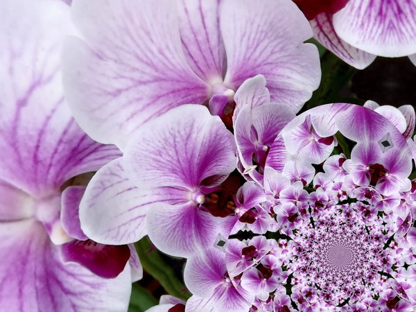 Abstract Orchid (Two)