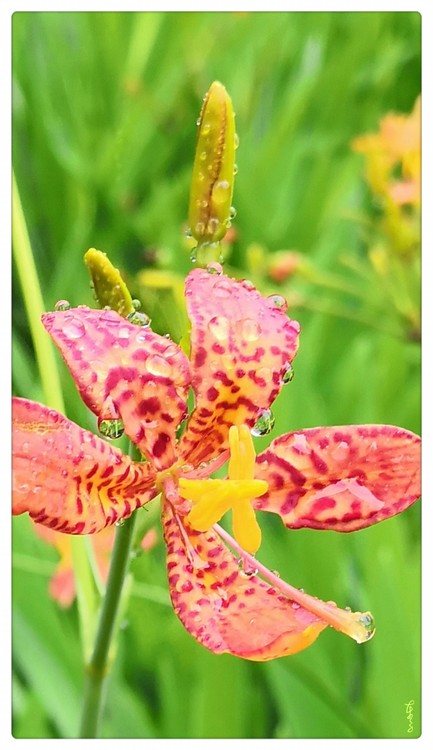 Flower with Raindrops
