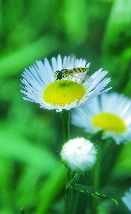 white flower