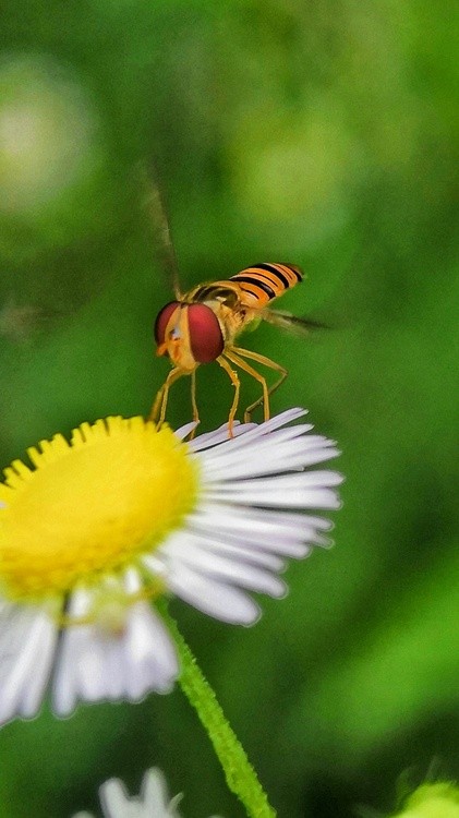 landing on the flower