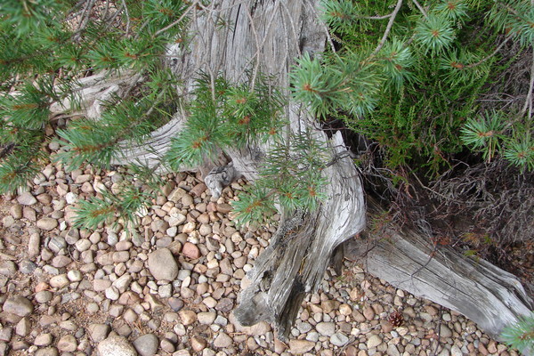 tree at the lock edge