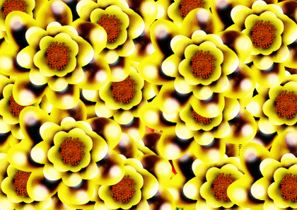Wild Blossoms