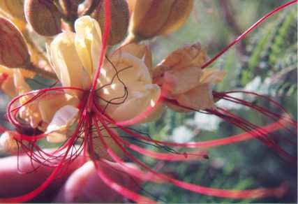 Mexican Bird of Paradise