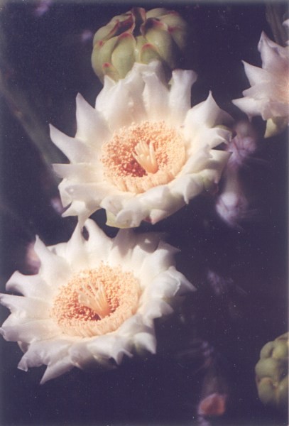 Saguaro Flowers