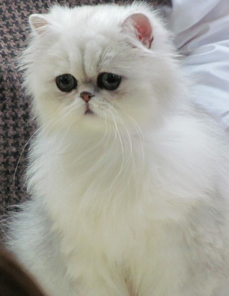 Tippy's Cousin
