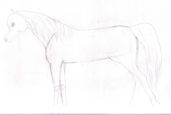 Arabian Horse