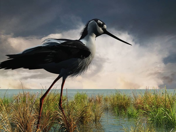 stilt Water