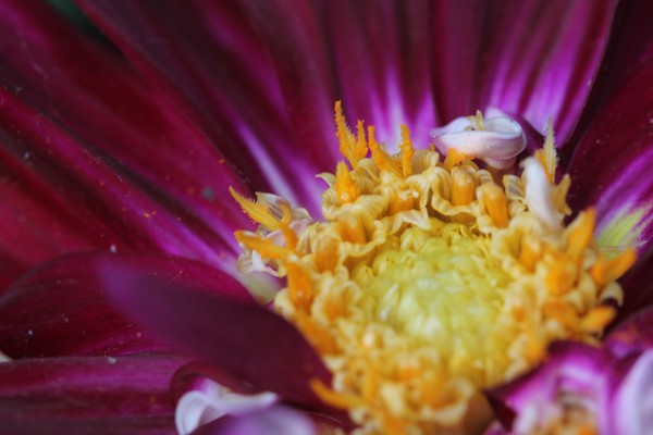 Dahlia's world