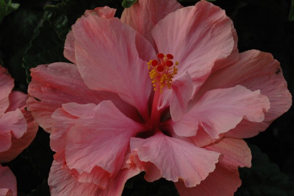 Halifax mammoth hibiscus
