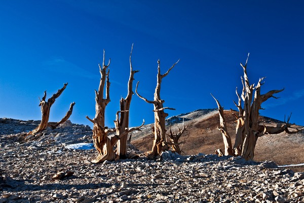 Bristlecone Peak
