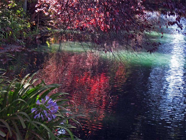 Garden and Pond Reflections