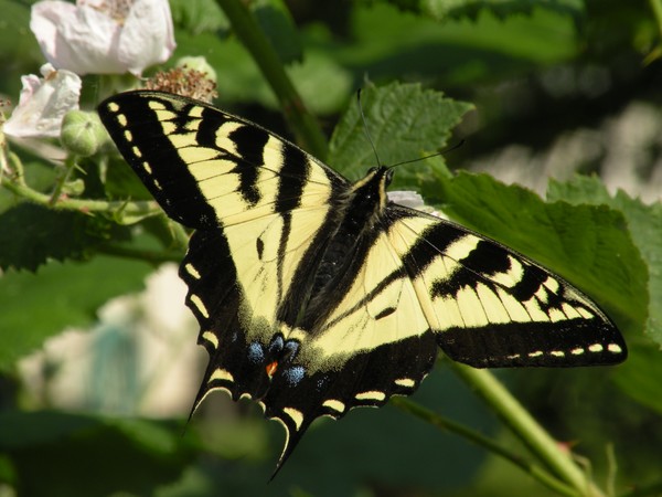western tiger swallowtail