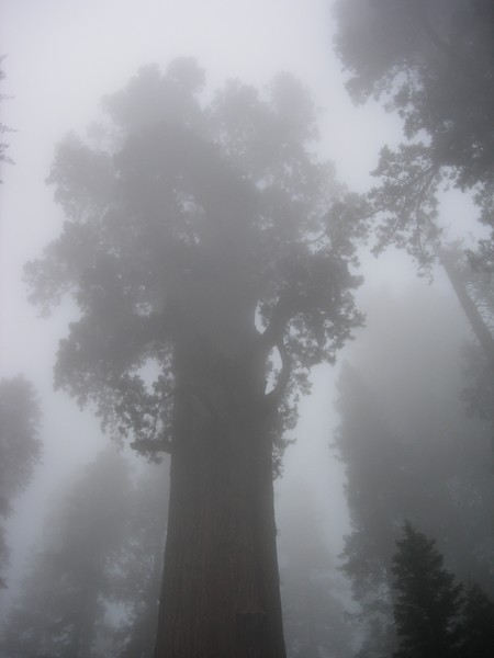 The General Sherman
