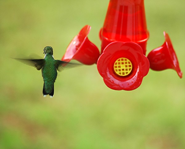 Broadbill Hummingbird