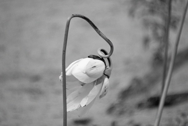 Colorless Curve