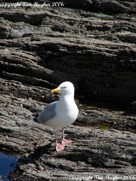 'Cornish Gull'