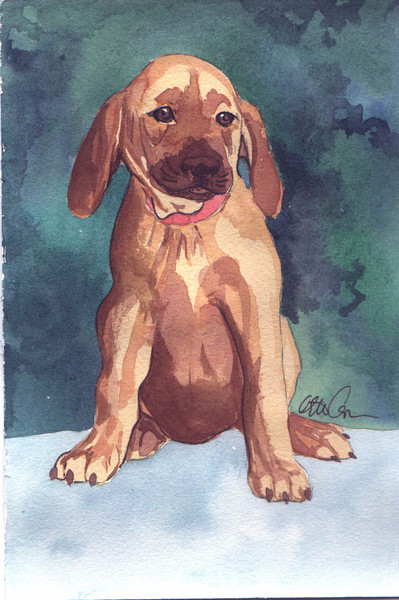 Rhodesian puppy
