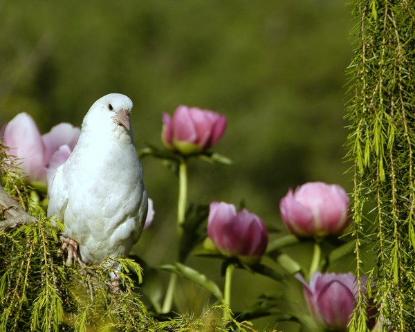 Bird On a Limb #2