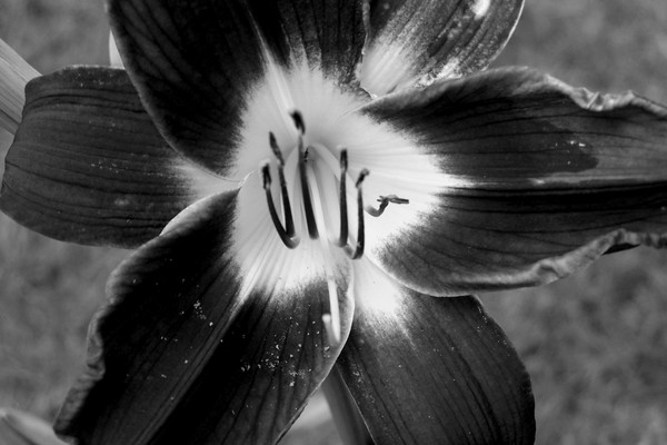 the dark flower