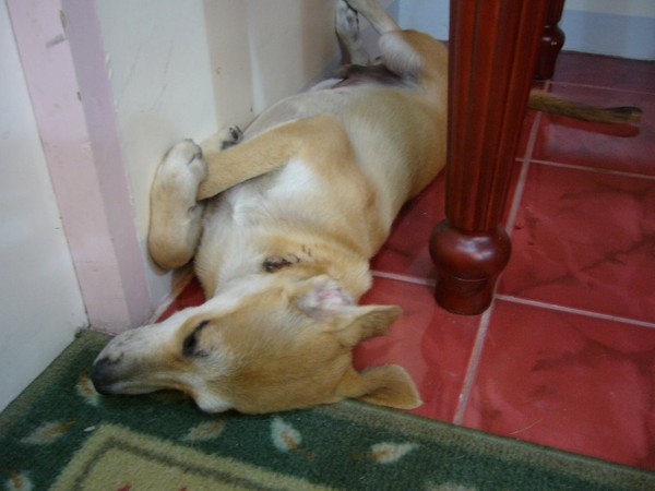Jumong the Bionic Super Dog!