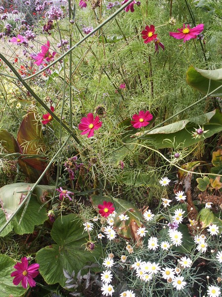 Delicate Flowers 