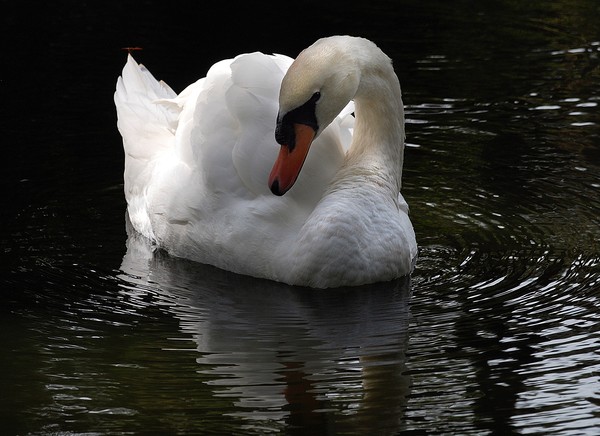 Swansong