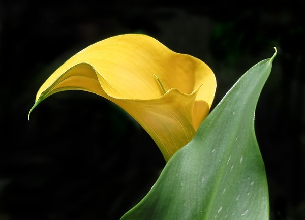 Simply Lily