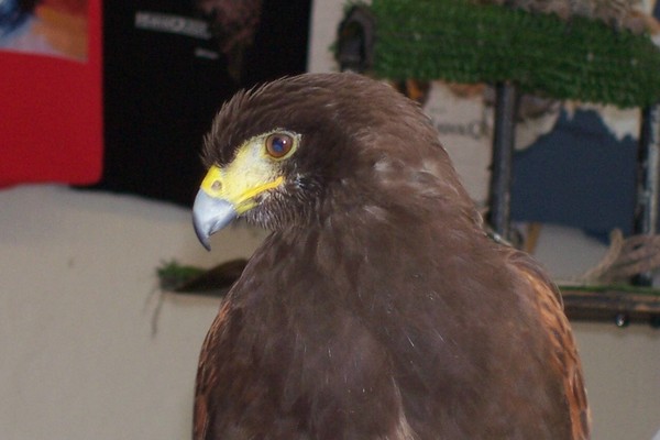 endangered hawk