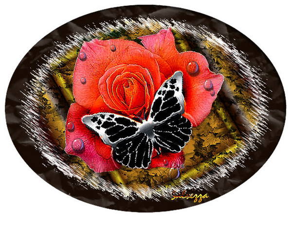Butterfly Dream