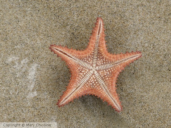 Star