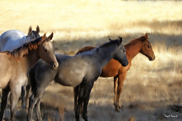Sunset Horse Gathering
