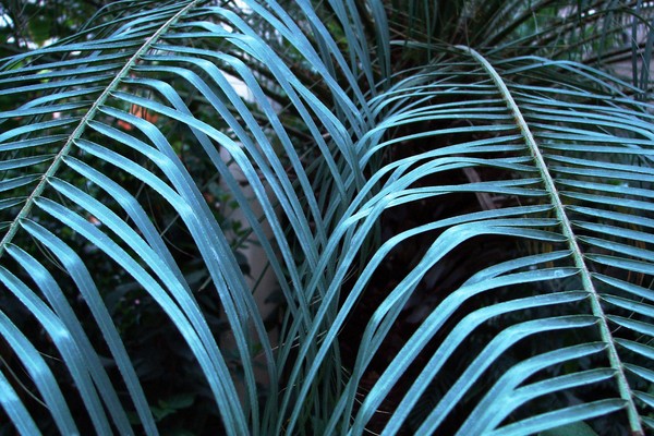 Metalic Palm