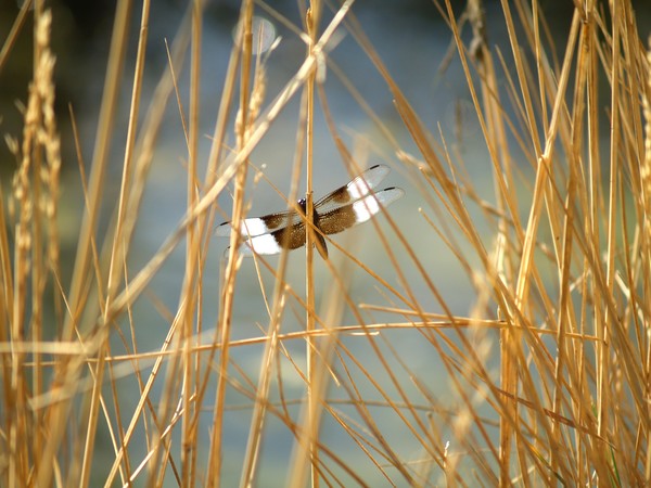 Dragonfly In The Reeds