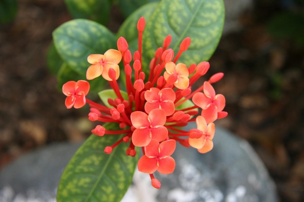 Red Flower
