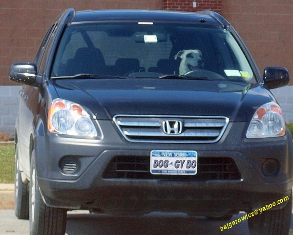 Dog Driver