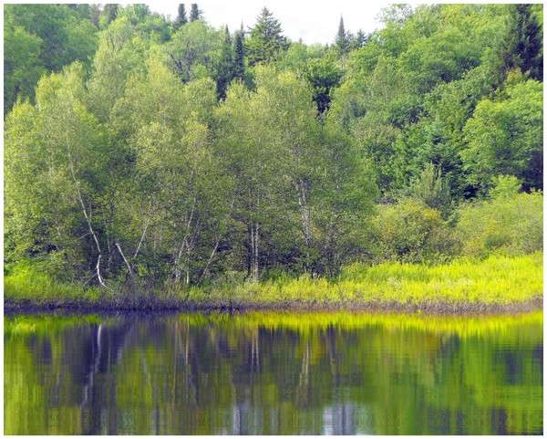 Trees On Waters Edge