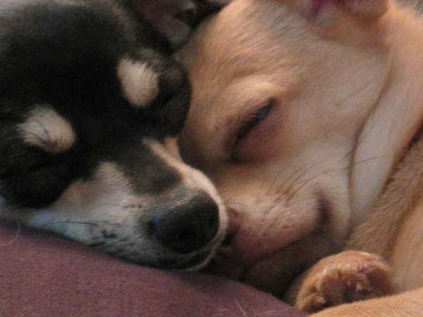 Puppy Love