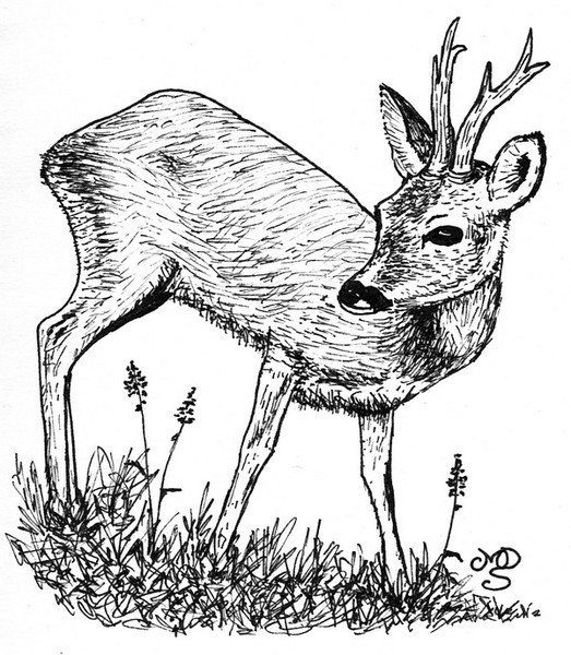 Roe - Capriolo (Capreolus capreolus)