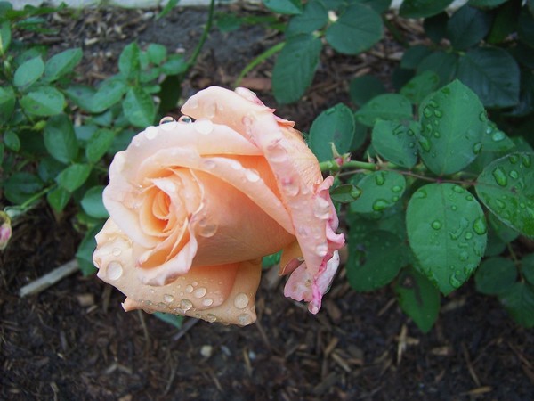 Rose after Rain