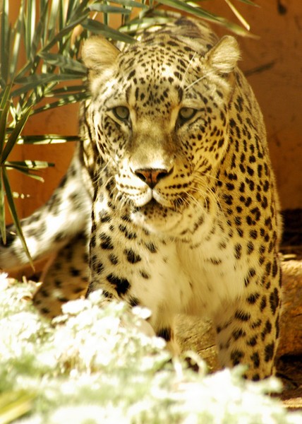Persian Leopard.